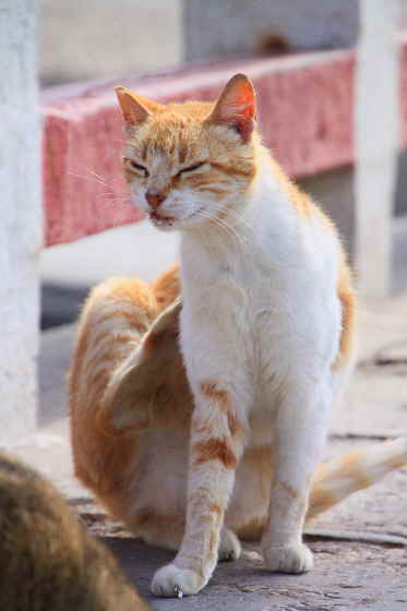 Bild Katze Marokko