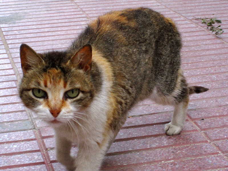 Katze in Marokko