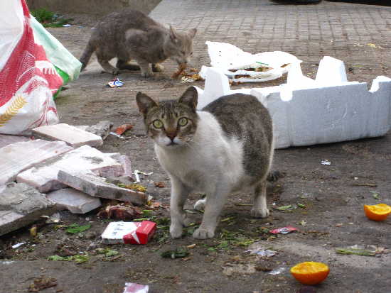 Katzen im Müll
