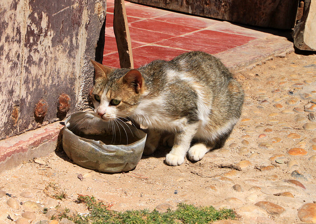 Marokko Katze