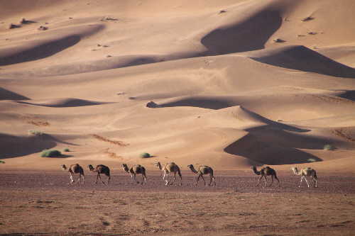 Wüste Marokko Sahara