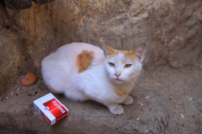 Katze in Marakesch
